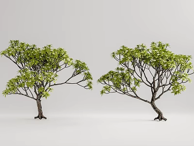 Two Trees with Lush Foliage and Slender Trunks Naturally Growing on White Background 3d model