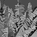 Lush Green Fern Plants With Fresh Fronds And Various Leaf Shapes