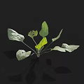 Green Leaf Plant With Spotted Leaves On Black Background And Reflection