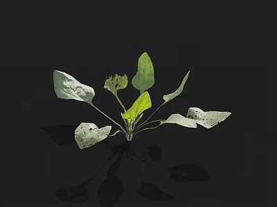 Green Leaf Plant With Spotted Leaves On Black Background And Reflection 3d model