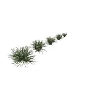 Various Sizes of Green Leafy Shrubs for Garden Landscaping Design Projects