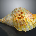 Aquatic Animal Conch Shell With Yellow And White Striped Spiral Pattern And Natural Texture