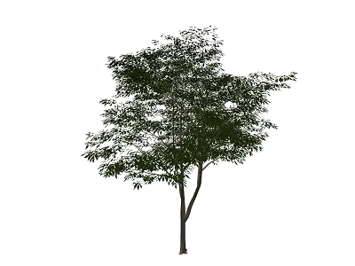 Tall Arbor With Lush Green Foliage Single Straight Trunk And Natural Look 3d model