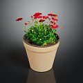Blooming Red Flower Plant in Terracotta Pot with Green Leaves