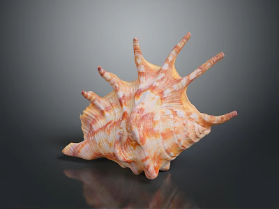 Aquatic Animal Conch With Orange And White Spiral Shell On Dark Background With Reflection 3d model
