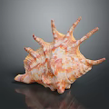 Aquatic Animal Conch With Orange And White Spiral Shell On Dark Background With Reflection