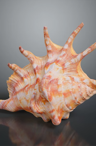 Aquatic Animal Conch With Orange And White Spiral Shell On Dark Background With Reflection 3d model