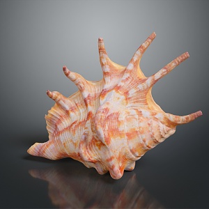 conch bone snail field snail shellfish marine animal fish freshwater fish marine fish animal 3d model