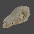 Detailed Animal Skull 3D Model In Science Lab For Anatomical Research