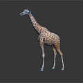 Realistic Giraffe Model With Brown Spots Long Neck And Reflection On Gray Surface 3d model