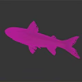 Golden Brown Fish With Sleek Body Fins And Tail Showing Reflection On Gray Background