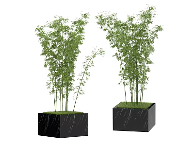 Bamboo Plants in Black Square Marble Planters with Green Leaves and Stems for Indoor Decor 3d model