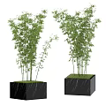 Bamboo Plants in Black Square Marble Planters with Green Leaves and Stems for Indoor Decor
