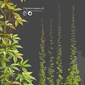 Various Climbing Vines Featuring Green Foliage and Different Leaf Shapes