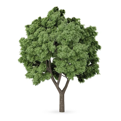 Tall Deciduous Tree With Lush Green Foliage Dense Canopy And Sturdy Trunk 3d model