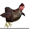 Brown Feathered Chicken With Red Comb Spread Wings And Yellow Claws On White Background
