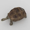 Sea Turtle With Textured Shell Open Mouth And Detailed Skin In Aquatic Habitat