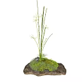Grass like Plants with Radiant White Flowers on Rock Base with Green Moss and Ferns