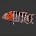 Colorful Tropical Fish With Vibrant Red Orange Black Stripes Yellow Fins And Dark Surface Reflection