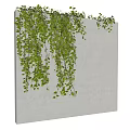 Green Vine with Lush Leaves Hanging on White Wall for Indoor Decoration