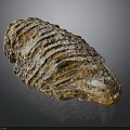 Plant Fossil with Striated Surface Brown and White Coloration Elongated Shape on Dark Background