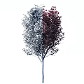 Ornamental Arbor With Deep Red Leaves And Dense Canopy In Landscape