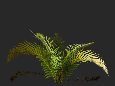 Fresh Lush Green Fern Plant With Vibrant Fronds Against Dark Background 3d model