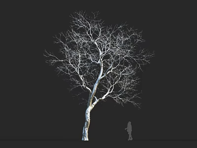 Leafless Tree with White Trunk Against Black Background and Small Human Silhouette 3d model