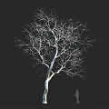 Leafless Tree with White Trunk Against Black Background and Small Human Silhouette 3d model