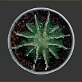 Healthy Green Cactus Plant in White Ceramic Pot for Indoor Decor