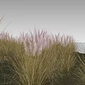 Tall Grasses With White Plumes Growing Near Water In Natural Landscape