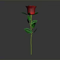 Red Rose Plant with Green Stem and Leaves on Gray Background with Clear Reflection