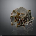 Conch Shell With Organic Texture And Hairy Appearance On Spiral Surface