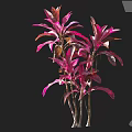 Elegant Pink And Red Leaf Plants With Tall Slender Stems And Vibrant Foliage