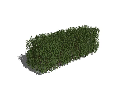 Neatly Trimmed Green Evergreen Hedge For Outdoor Garden Landscape 3d model
