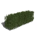 Neatly Trimmed Green Evergreen Hedge For Outdoor Garden Landscape