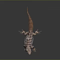 Exotic Lizard With Unique Patterned Scales And Long Tail On Smooth Surface 3d model