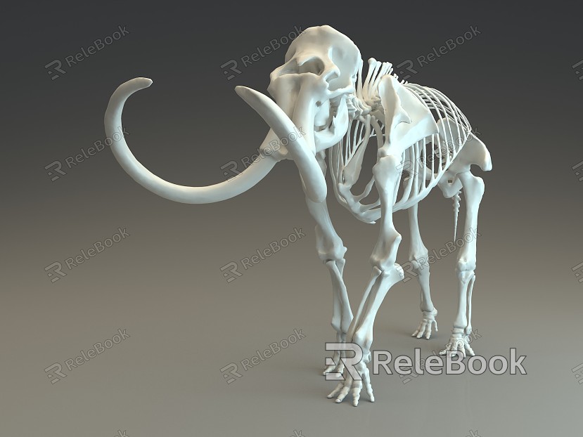 Modern Skeleton model