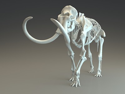 Modern Skeleton 3d model