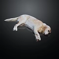 Yellow Labrador Retriever lying on black smooth surface with body stretched out resting