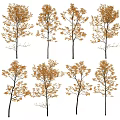 Landscape Tree Ginkgo Tree Poplar Tree Arbor Garden Landscape Tree 3d model