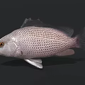 Silver Aquatic Fish Featuring Reticulated Scales And Yellow Eyes Against Dark Background