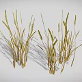 Different Types of 3D Rendered Plants Including Cacti Grasses and Shrubs on White Background