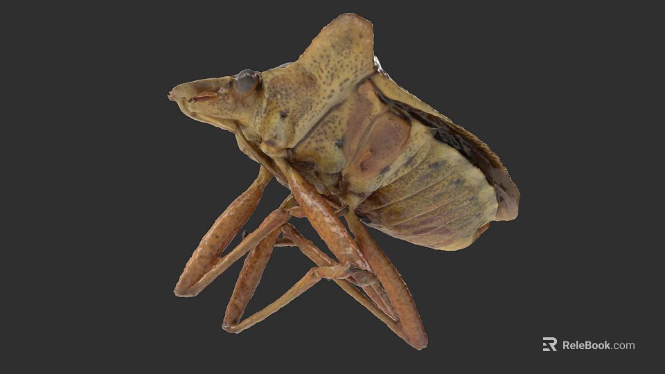 Detailed Brown Insect With Distinct Body Structure And Long Legs 3d model