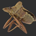 Detailed Brown Insect With Distinct Body Structure And Long Legs 3d model