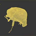 Shiny Metallic Green And Gold Beetle With Legs Antennae On Gray Background