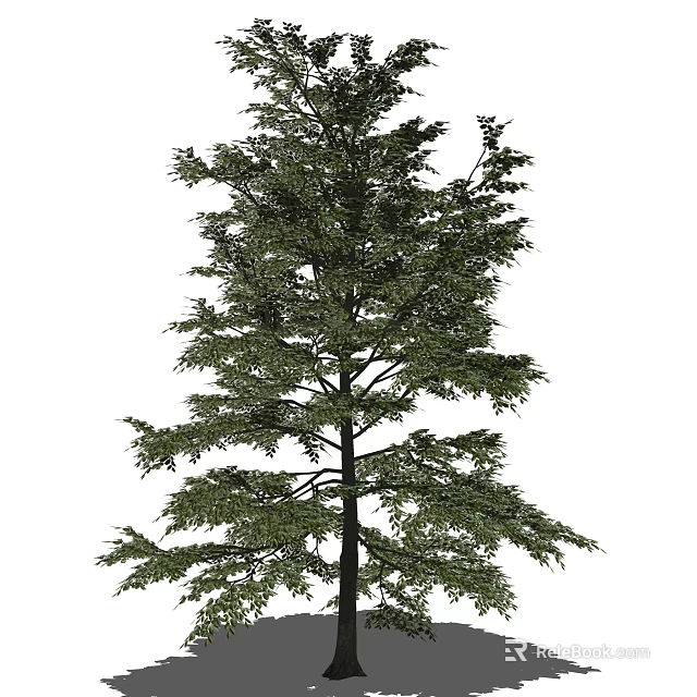 Tall Green Tree With Lush Foliage And Thick Trunk In Natural View 3d model 