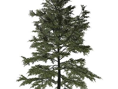 Tall Green Tree With Lush Foliage And Thick Trunk In Natural View 3d model