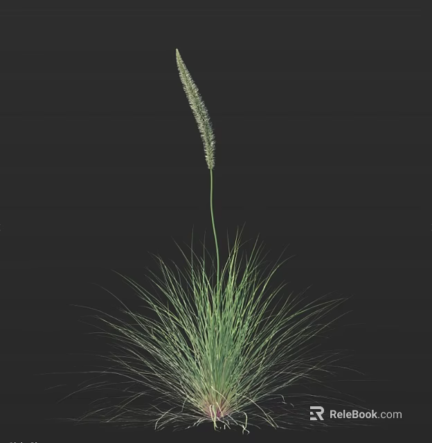 Fresh Green Grass with Slender Leaves and Upright Spike against Black Background 3d model 