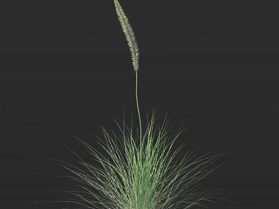 Fresh Green Grass with Slender Leaves and Upright Spike against Black Background 3d model